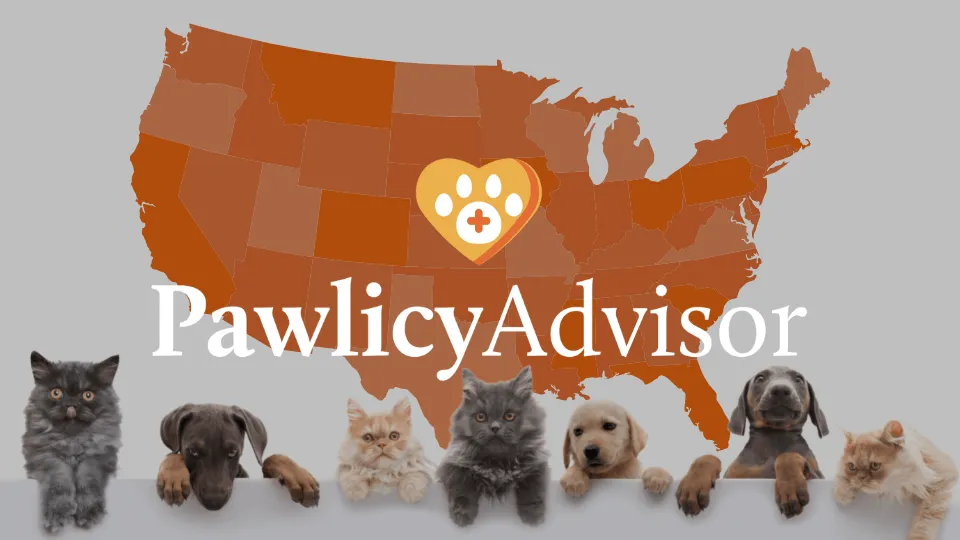 Pawlicy