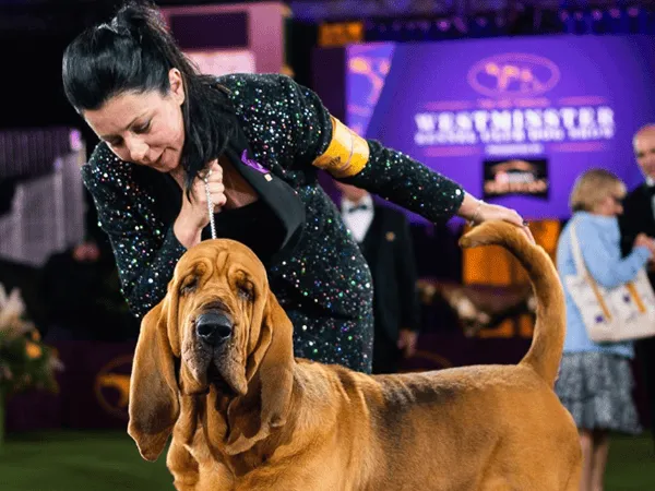 The Westminster Kennel Club