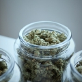 cannabis marketing
