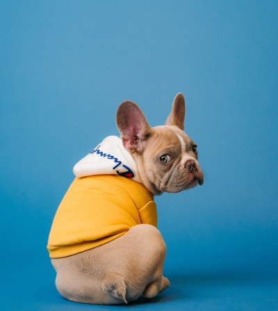 pet pr campaign