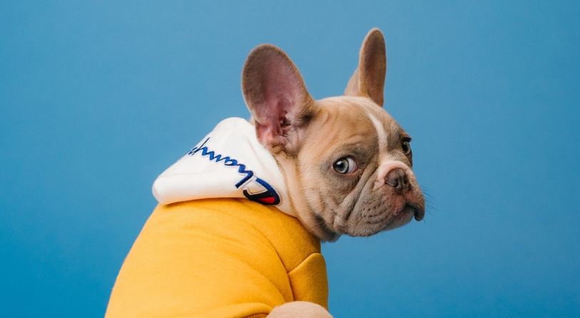 pet pr campaign
