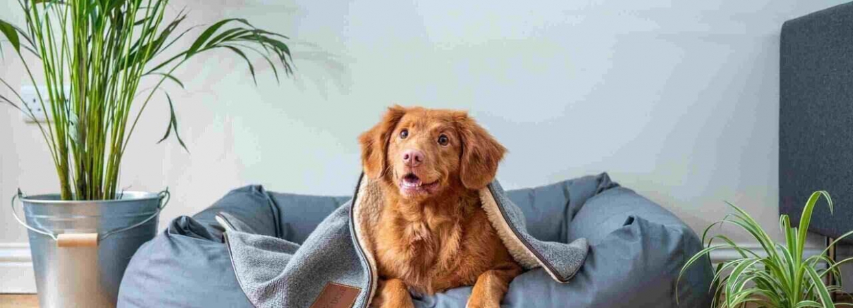 pet marketing