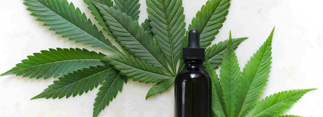 cannabis leaves with CBD bottle